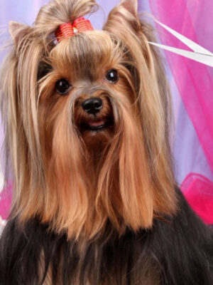 Зарабатывайте с нашей партнерской программой в категории Услуги для животных