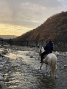 Лошади для туристических групп